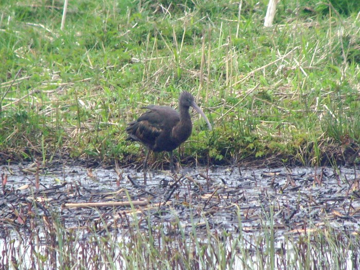 Glossy Ibis