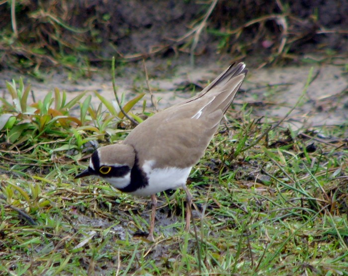 Little Ringed Plover