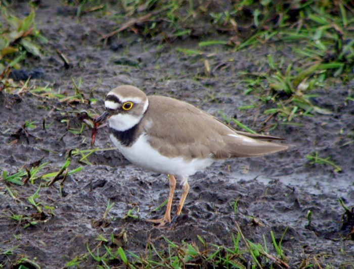 Little Ringed Plover