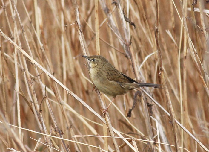 Grasshopper Warbler