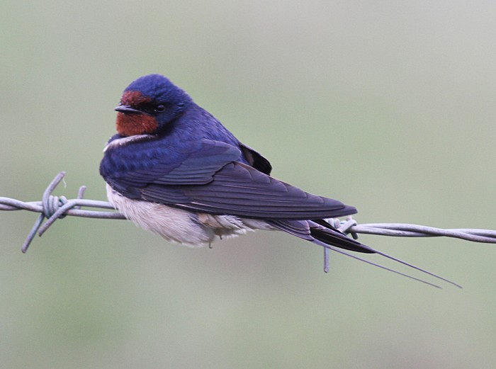 Swallow
