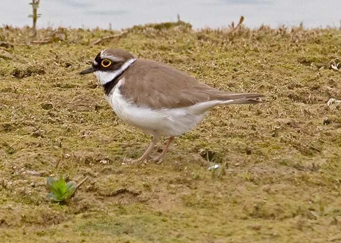 Little Ringed Plover