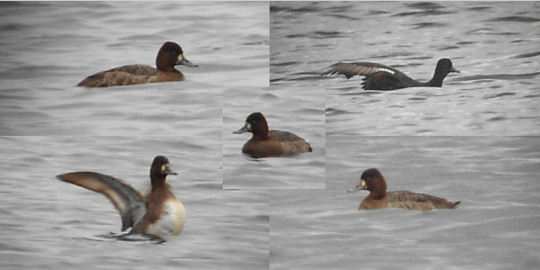 Lesser Scaup
