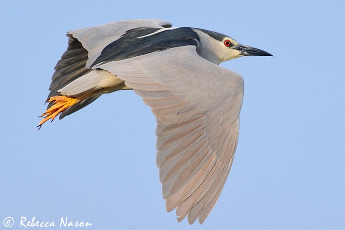 Night Heron