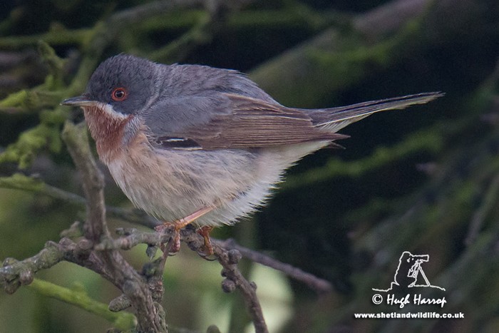 Eastern Subalpine Warbler