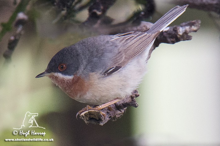 Eastern Subalpine Warbler