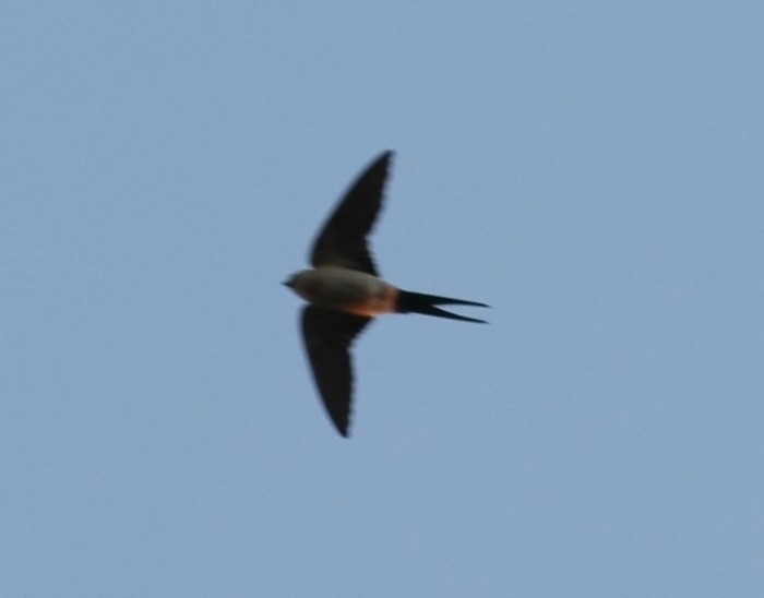 Red-rumped Swallow