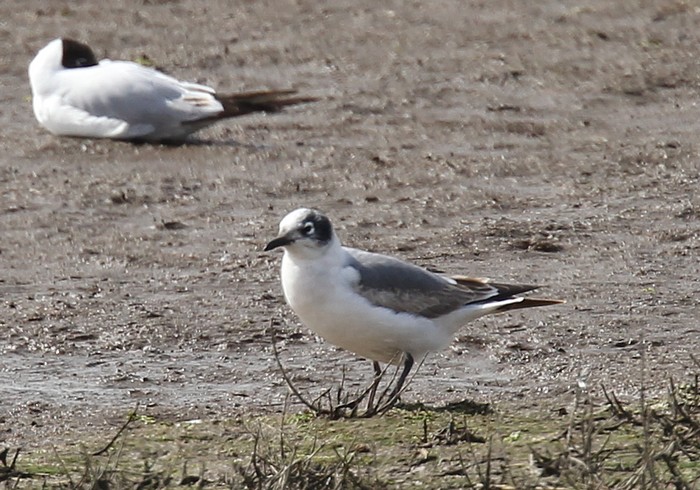 Franklin's Gull