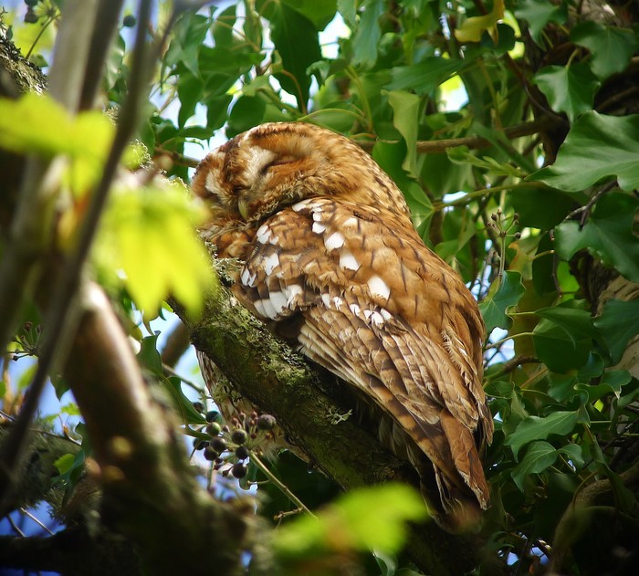 Tawny Owl