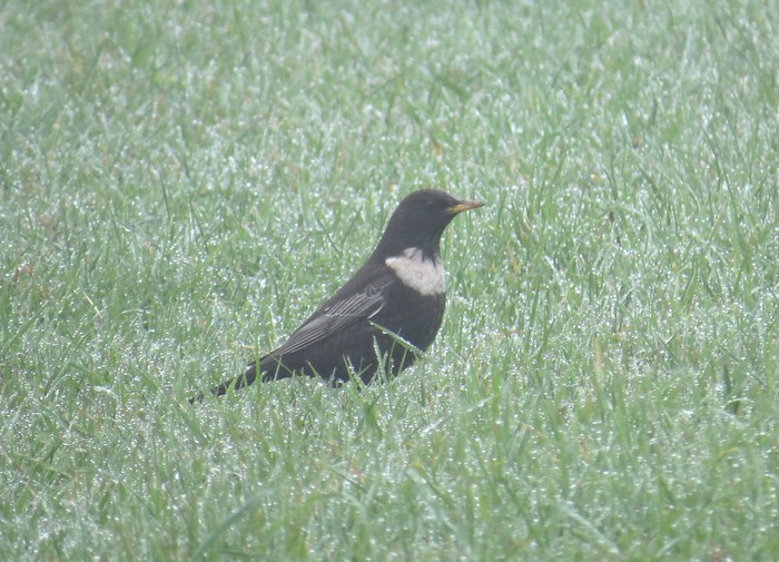 Ring Ouzel