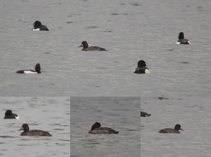 Lesser Scaup