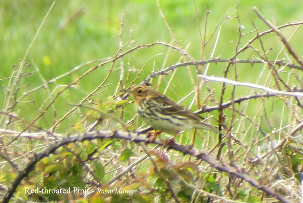 Red-throated Pipit