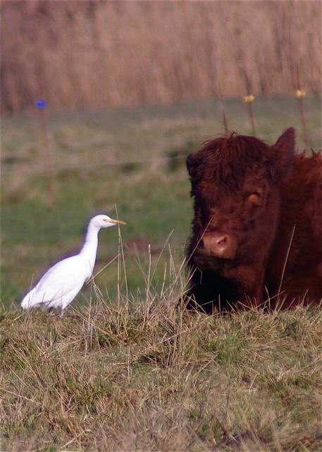 Cattle Egret