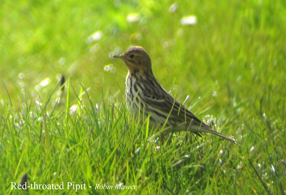 Red-throated Pipit