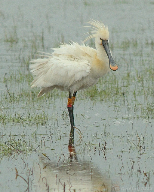 Spoonbill