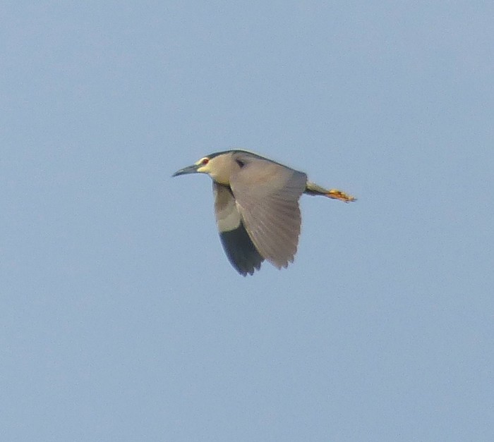 Night Heron