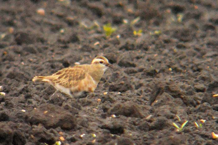 Dotterel