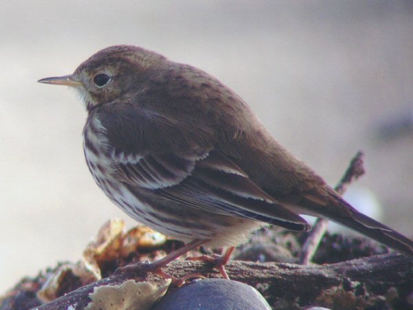 Buff-bellied Pipit