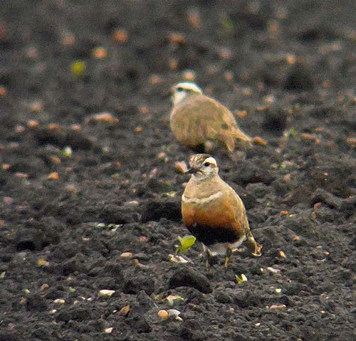 Dotterel