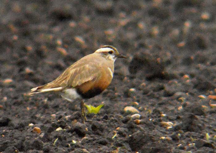 Dotterel