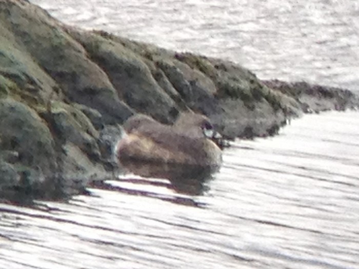 Pied-billed Grebe