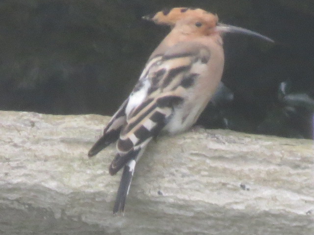 Hoopoe