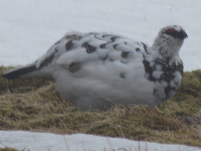 Ptarmigan