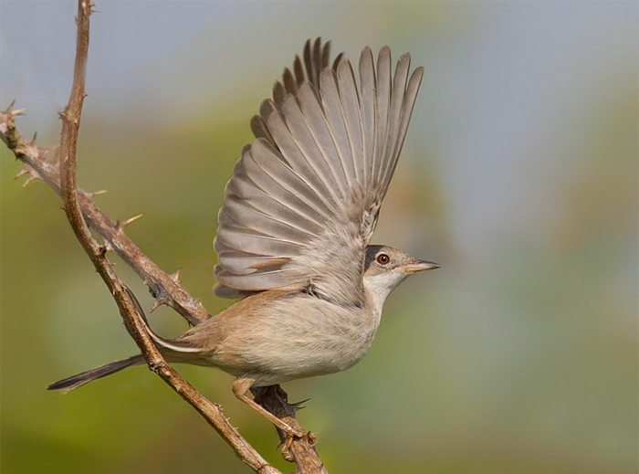 Whitethroat