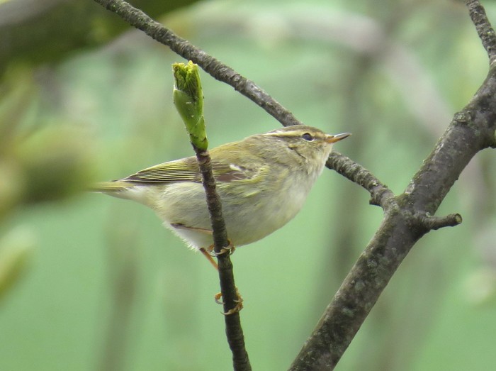 Yellow-browed Warbler