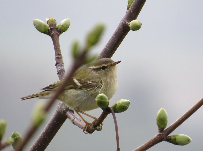 Yellow-browed Warbler