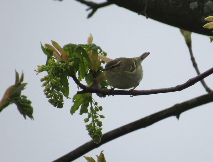 Yellow-browed Warbler