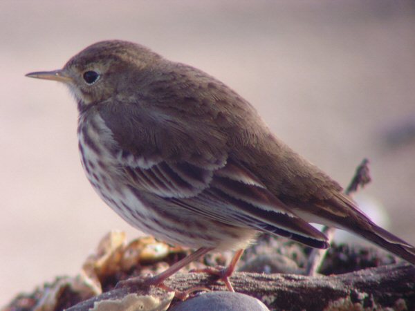 Buff-bellied Pipit