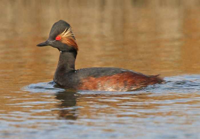 Black-necked Grebe