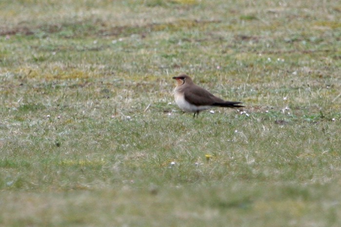Collared Pratincole