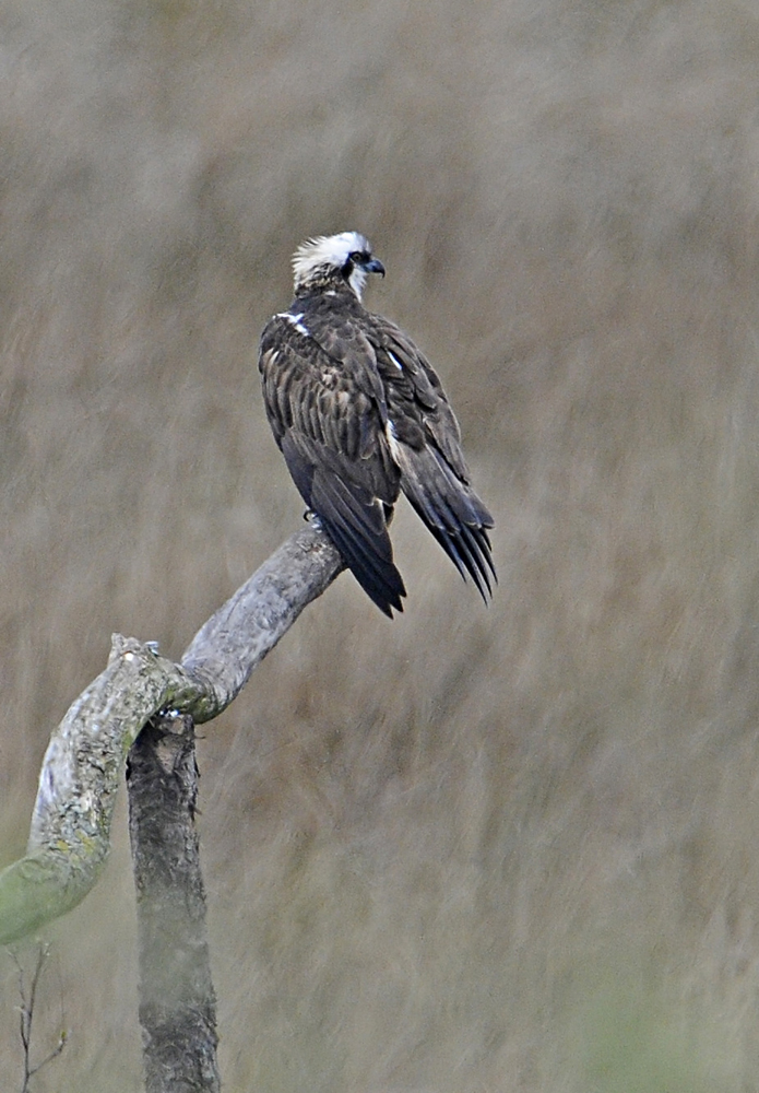 Osprey