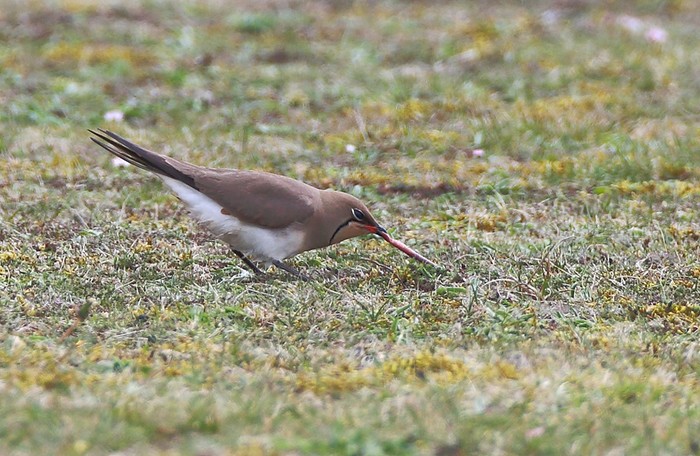Collared Pratincole