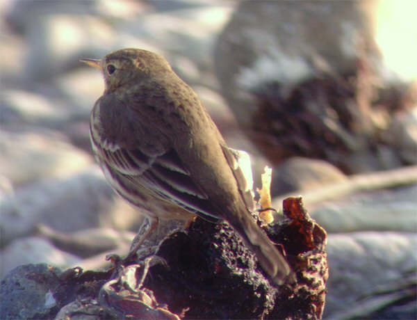 Buff-bellied Pipit