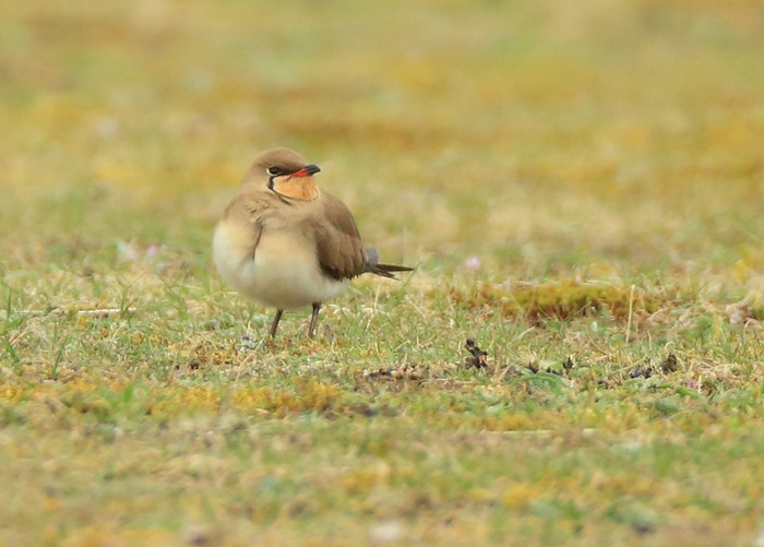 Collared Pratincole