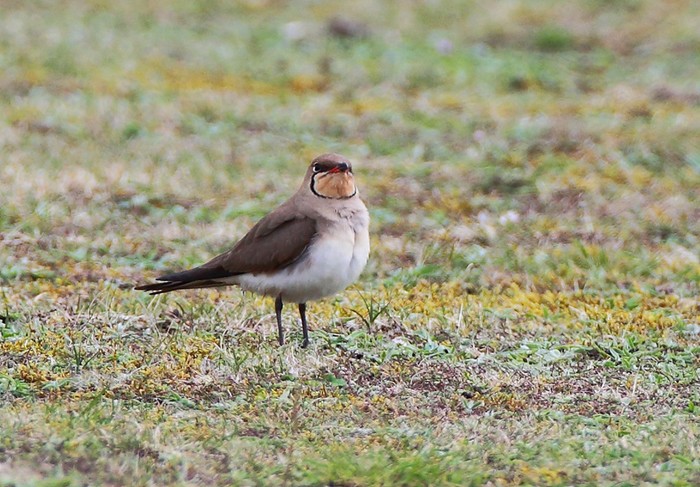 Collared Pratincole