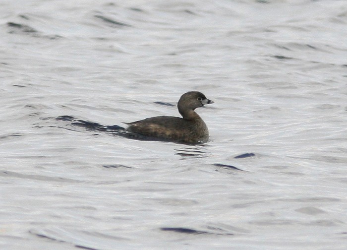 Pied-billed Grebe