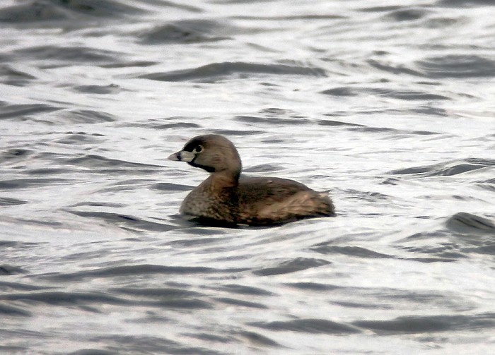 Pied-billed Grebe