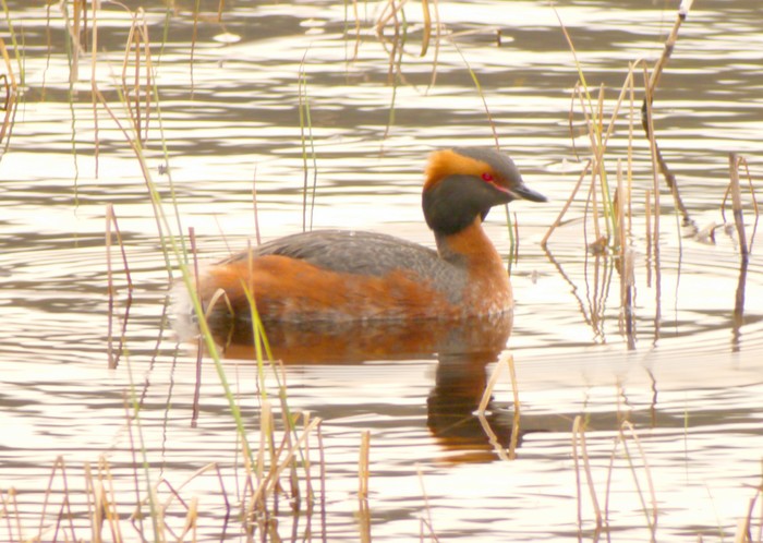 Slavonian Grebe