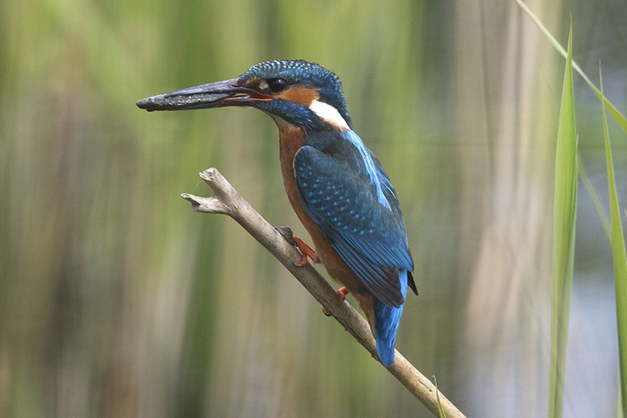 Kingfisher