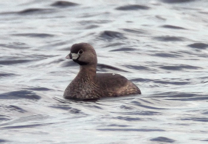 Pied-billed Grebe