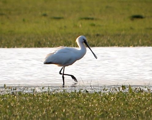 Spoonbill