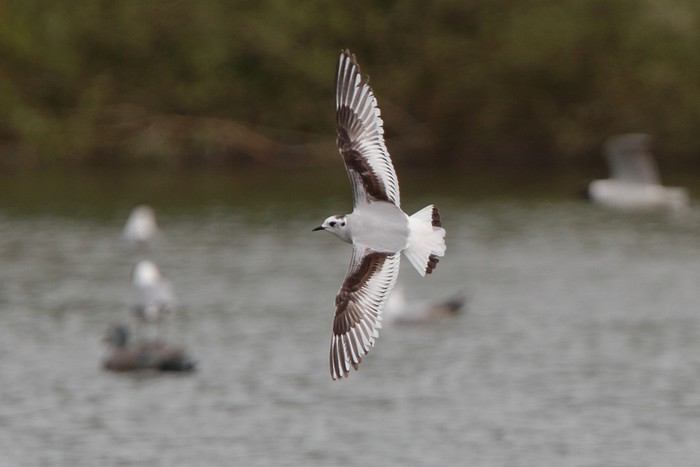 Little Gull