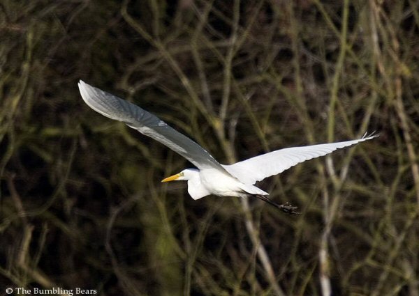 Great White Egret