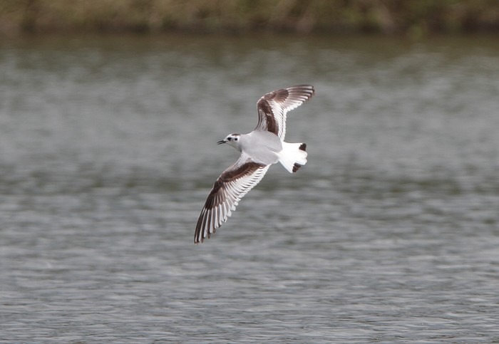 Little Gull