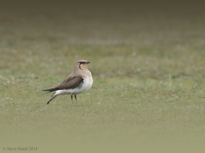 Collared Pratincole