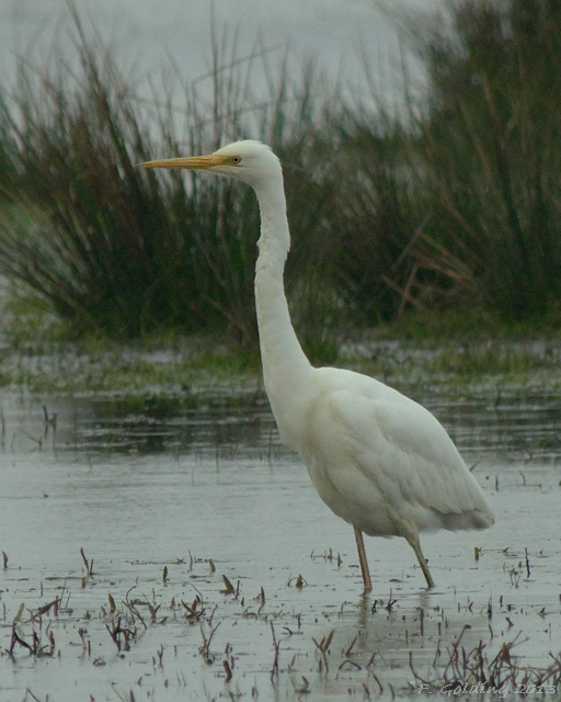 Great White Egret